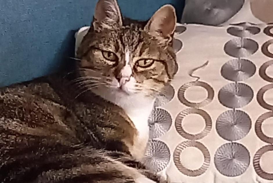 Verdwijningsalarm Kat Vrouwtje , 14 jaar Treffiagat Frankrijk