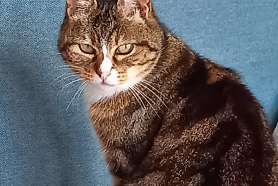 Verdwijningsalarm Kat Vrouwtje , 14 jaar Treffiagat Frankrijk
