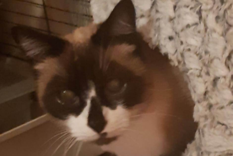 Verdwijningsalarm Kat  Mannetje , 14 jaar Mazingarbe Frankrijk