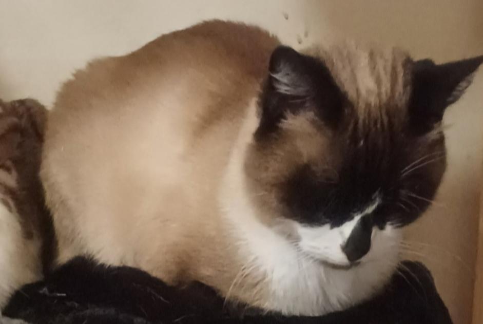 Verdwijningsalarm Kat  Mannetje , 14 jaar Mazingarbe Frankrijk