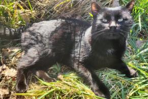 Verdwijningsalarm Kat  Mannetje , 1 jaar Madré Frankrijk