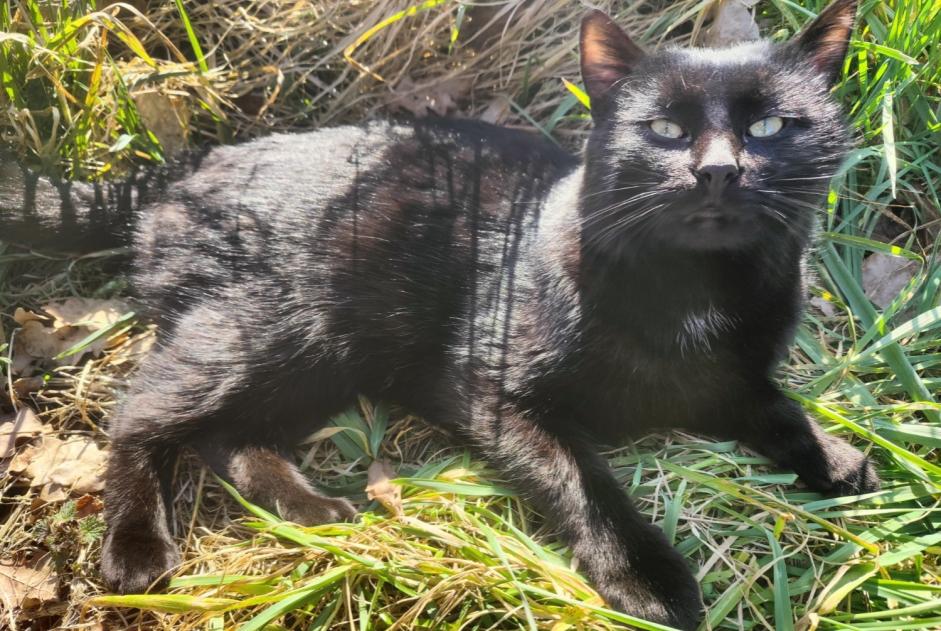 Verdwijningsalarm Kat  Mannetje , 1 jaar Madré Frankrijk