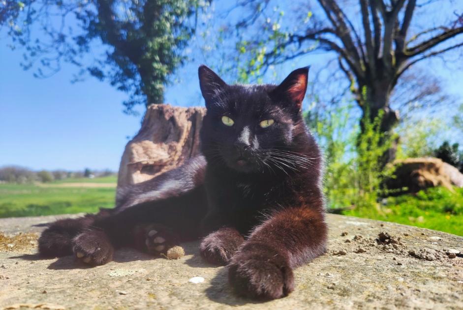 Verdwijningsalarm Kat  Mannetje , 1 jaar Madré Frankrijk