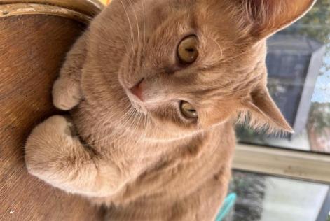 Verdwijningsalarm Kat  Mannetje , 2 jaar Saint-Nazaire Frankrijk