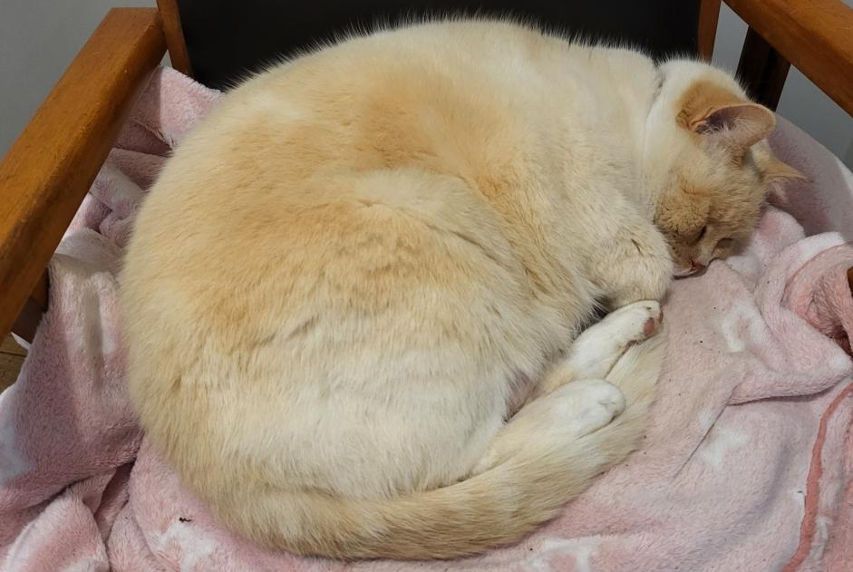Verdwijningsalarm Kat Mannetje , 7 jaar Miélan Frankrijk