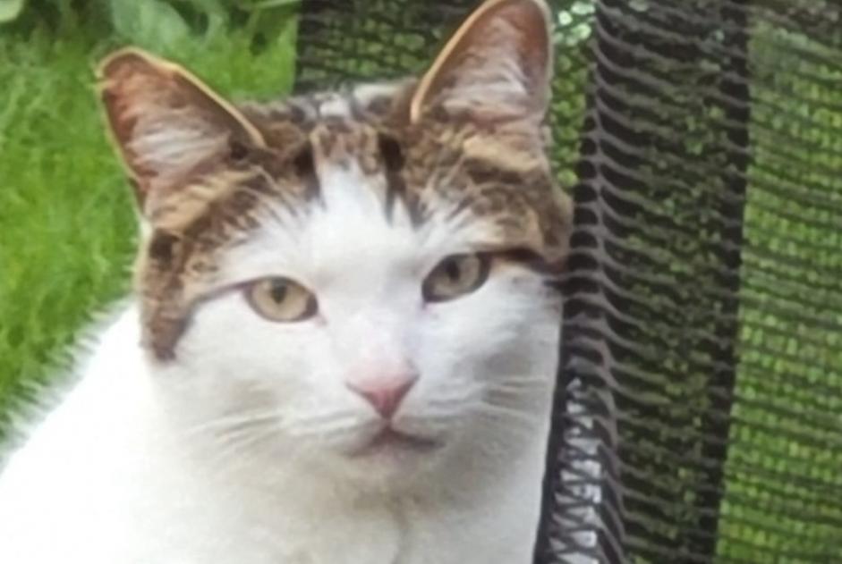 Verdwijningsalarm Kat Mannetje , 5 jaar Croix Frankrijk