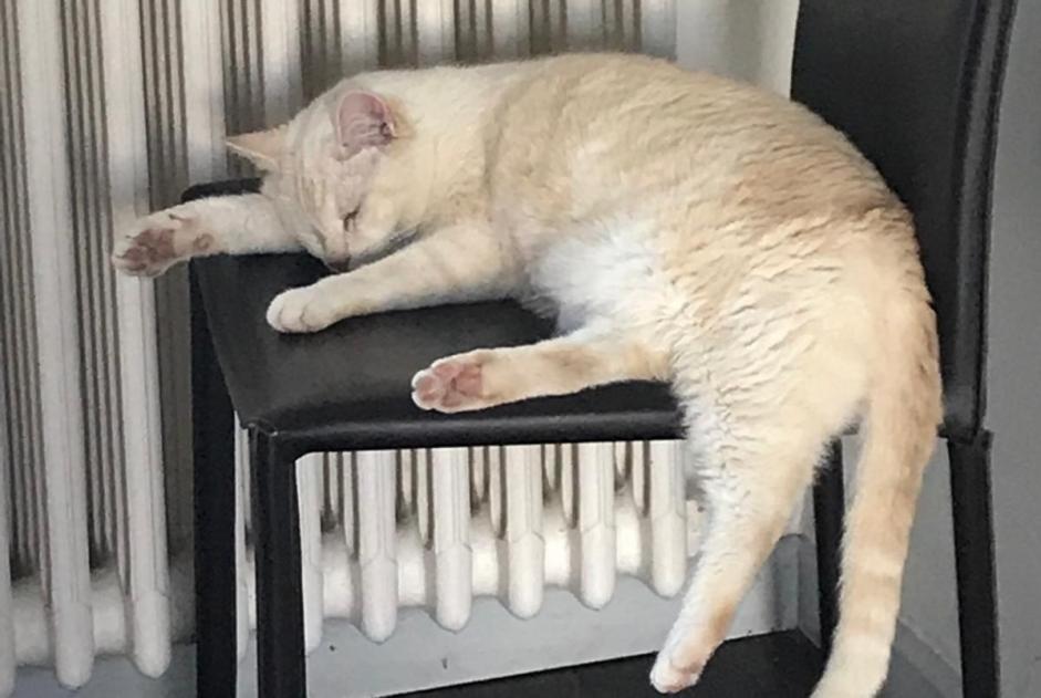 Verdwijningsalarm Kat Mannetje , 10 jaar Soyaux Frankrijk