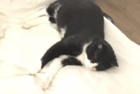 Alerta desaparecimento Gato cruzamento  Macho , 10 anos Chasseneuil-du-Poitou France