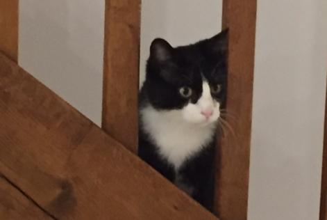 Alerta desaparecimento Gato cruzamento  Macho , 10 anos Chasseneuil-du-Poitou France