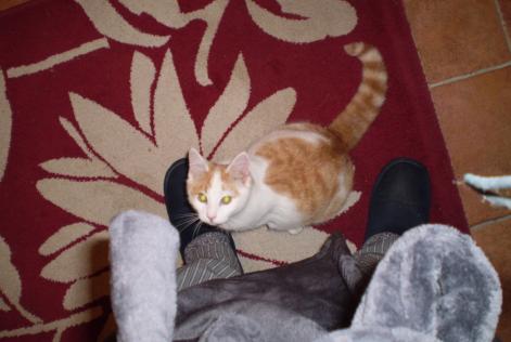 Alerta desaparecimento Gato Macho , 8 anos Marciac France