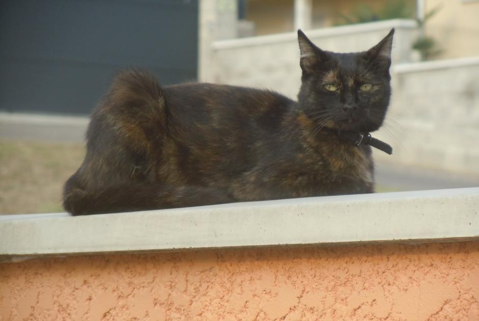 Alerta desaparecimento Gato  Fêmea , 9 anos Pusignan France