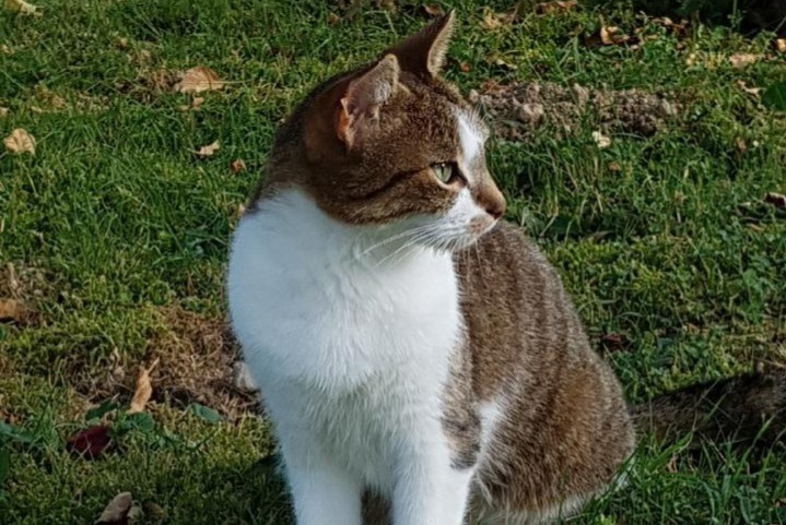 Alerta desaparecimento Gato Fêmea , 12 anos Saint-Genis-Laval France