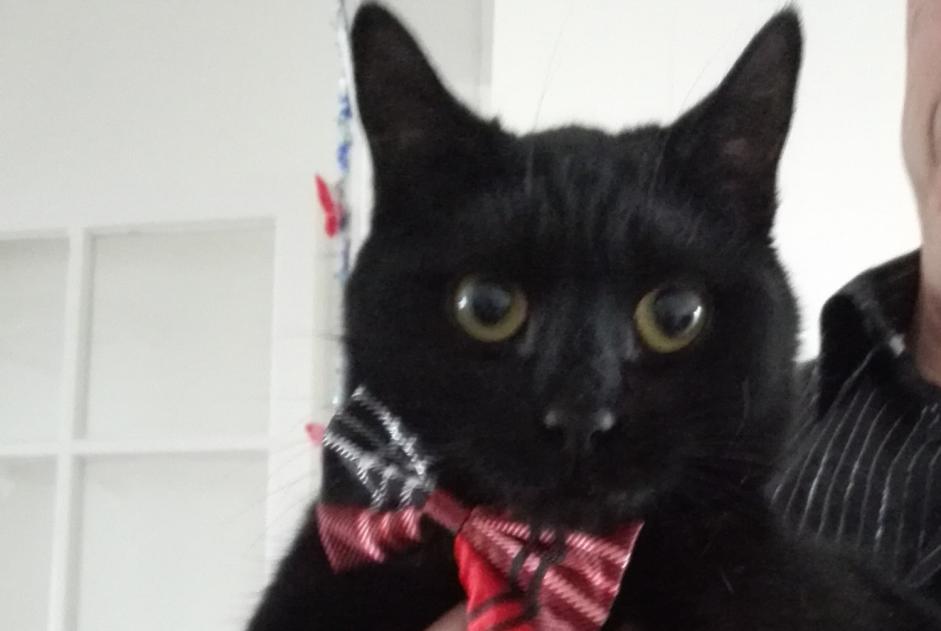 Alerta desaparecimento Gato  Macho , 9 anos Provins France