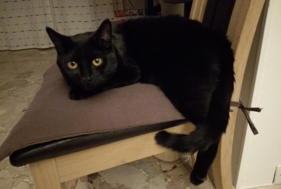 Alerta desaparecimento Gato  Macho , 9 anos Provins France
