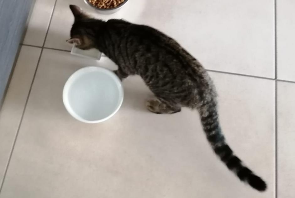 Alerta desaparecimento Gato Fêmea , 5 anos Oytier-Saint-Oblas France