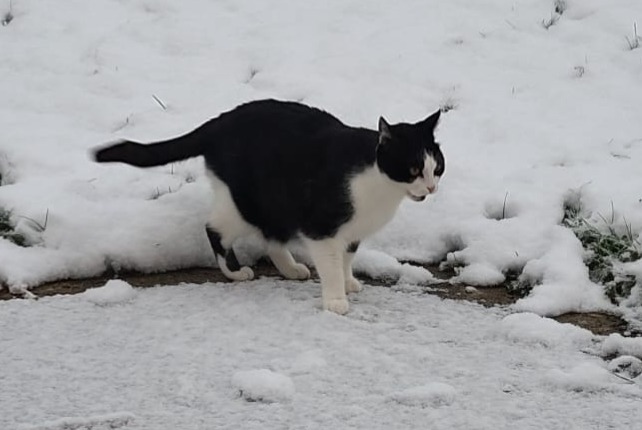Alerta desaparecimento Gato Macho , 12 anos Essises France