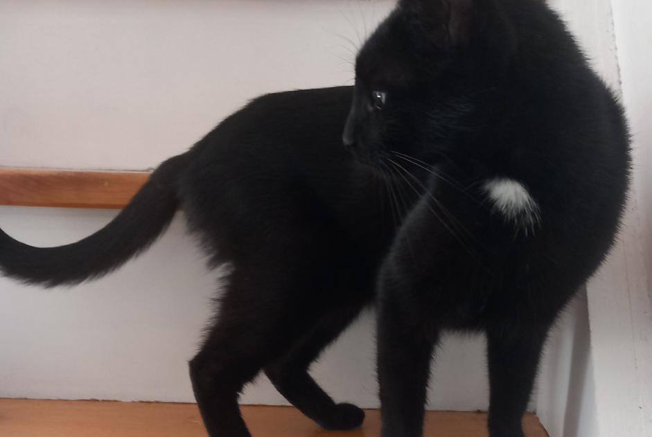 Alerta desaparecimento Gato  Fêmea , 6 anos Villerable France