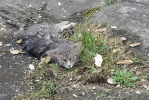 Alerta descoberta Gato Desconhecido Couternon France