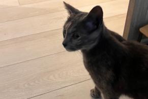 Alerta descoberta Gato Fêmea Villeurbanne France