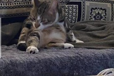 Alerta desaparecimento Gato Macho , 3 anos Trélazé France