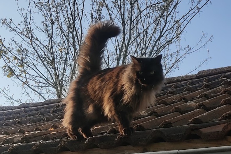 Alerta desaparecimento Gato Macho , 12 anos Crécy-la-Chapelle France