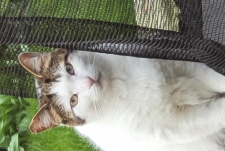 Alerta desaparecimento Gato Macho , 5 anos Croix France