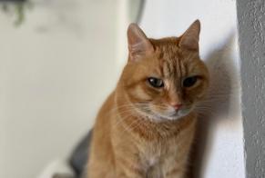 Alerta desaparecimento Gato Macho , 8 anos Montpellier France