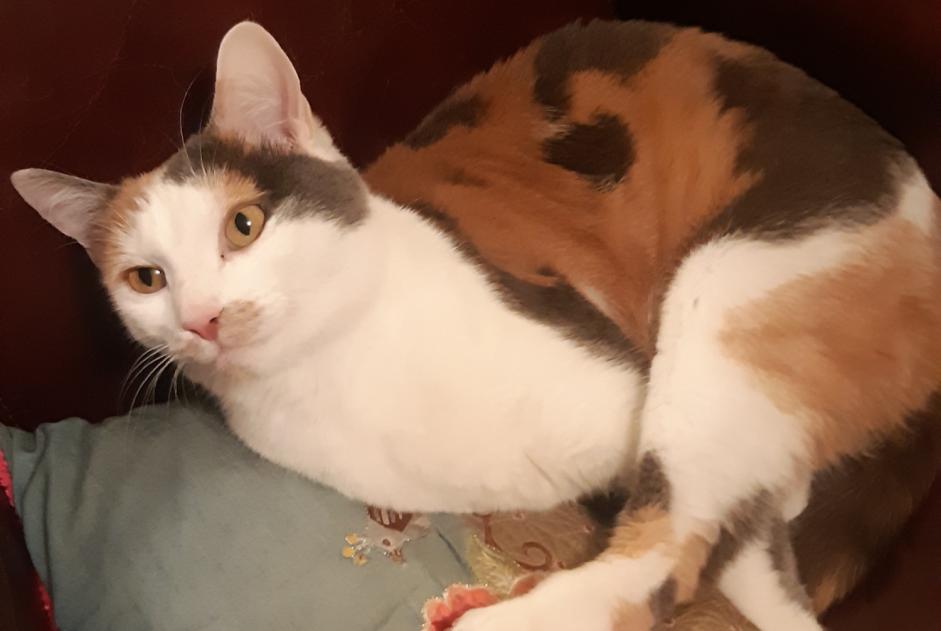 Alerta desaparecimento Gato cruzamento  Fêmea , 4 anos Colmar France