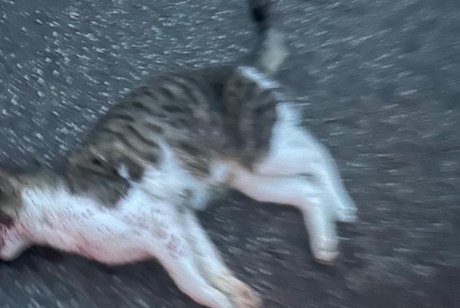 Alerta descoberta Gato cruzamento  Macho Souzy-la-Briche France