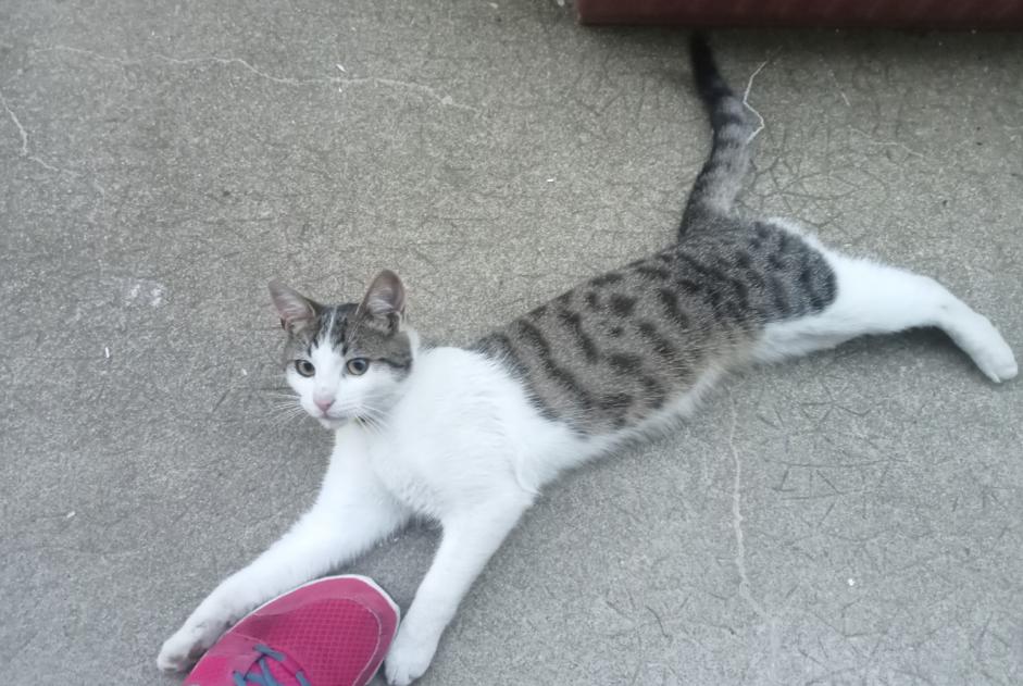 Alerta descoberta Gato Macho Châtillon-sur-Colmont France
