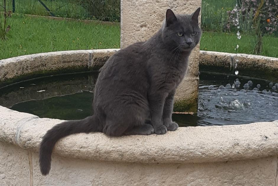 Alerta desaparecimento Gato Macho , 4 anos Saint-Vincent-de-Boisset France