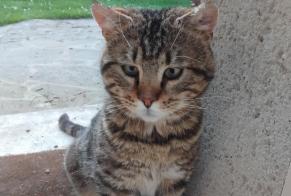 Alerta descoberta Gato Macho Chamant France