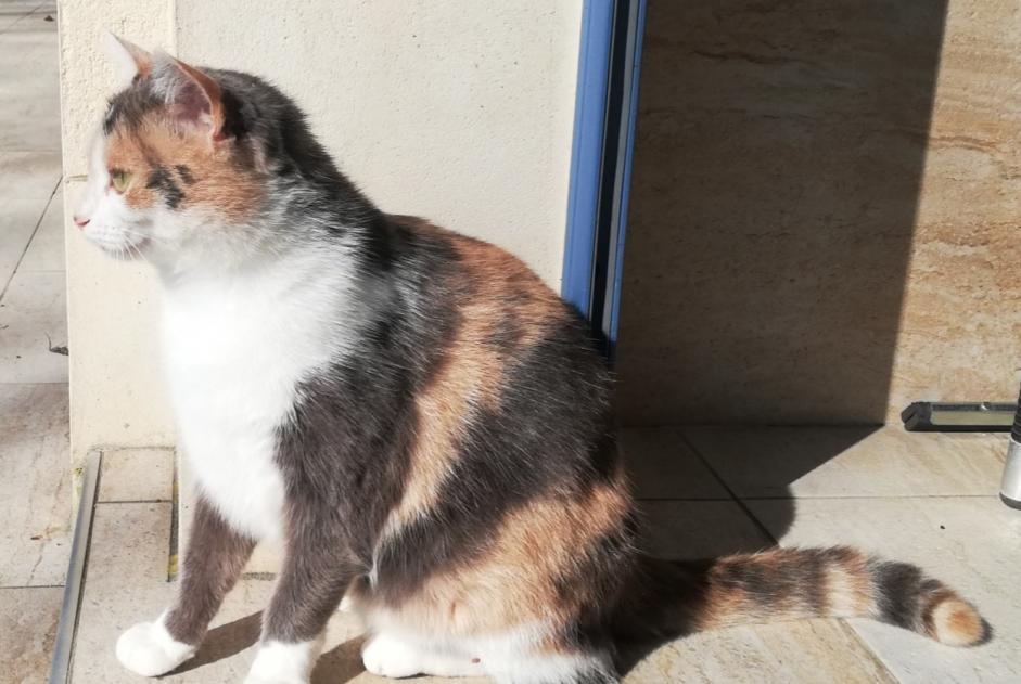 Alerta desaparecimento Gato Fêmea , 1 anos Azé France