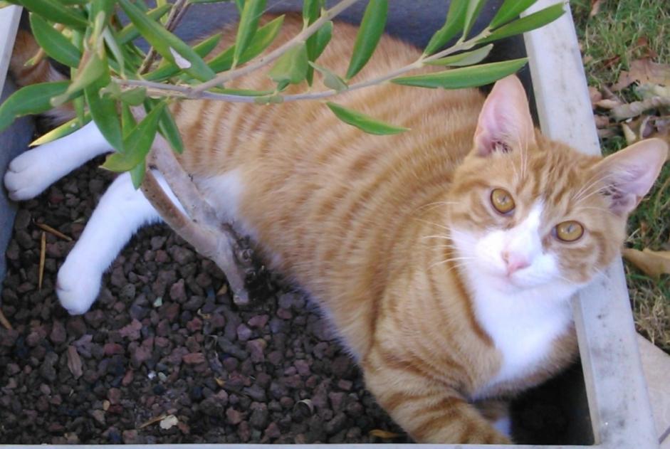 Alerta desaparecimento Gato  Macho , 11 anos La Roche-sur-Yon France