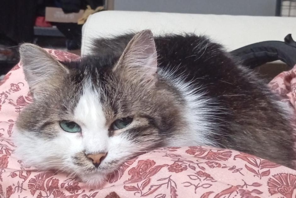 Alerta desaparecimento Gato Macho , 8 anos Flémalle Belgium