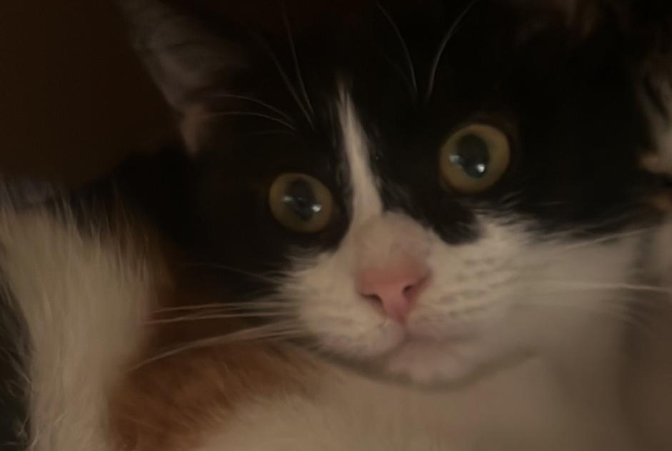 Alerta desaparecimento Gato cruzamento  Fêmea , 1 anos Champosoult France