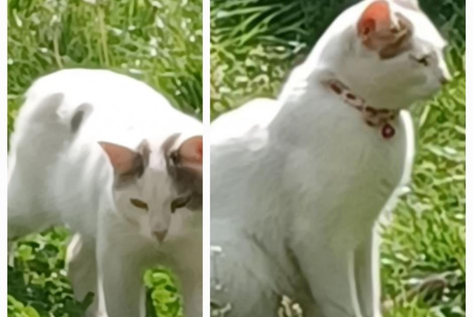 Alerta descoberta Gato Desconhecido Sotteville-lès-Rouen France