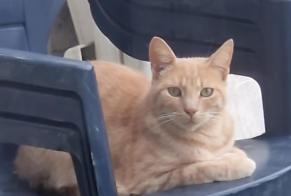 Alerta desaparecimento Gato cruzamento  Macho , 3 anos La Louvière Belgium