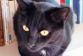 Alerta desaparecimento Gato  Macho , 8 anos Bruxelles Belgium