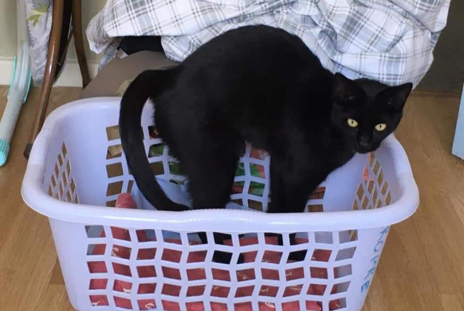 Alerta desaparecimento Gato  Macho , 8 anos Bruxelles Belgium