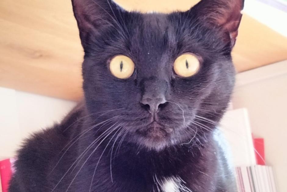 Alerta desaparecimento Gato  Macho , 8 anos Bruxelles Belgium