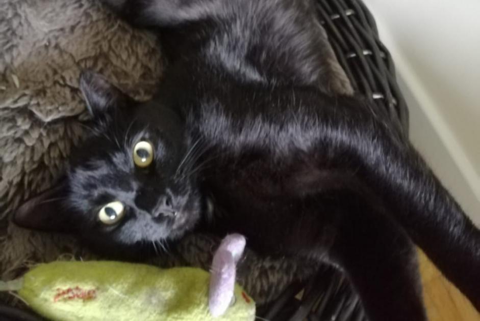 Alerta desaparecimento Gato  Macho , 8 anos Bruxelles Belgium