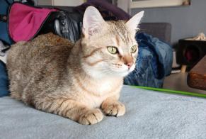 Alerta desaparecimento Gato  Macho , 1 anos Chamalières-sur-Loire France