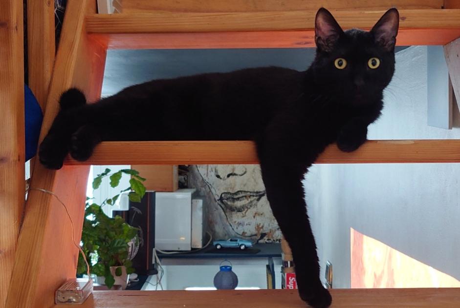 Alerta desaparecimento Gato cruzamento  Macho , 1 anos Fontenay-sous-Bois France